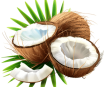 CÔNG TY TNHH XUẤT NHẬP KHẨU TH TRUE COCONUT