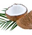 CÔNG TY TNHH XUẤT NHẬP KHẨU TH TRUE COCONUT