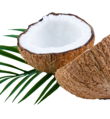 TH TRUE COCONUT ĐẨY MẠNH HOẠT ĐỘNG XUẤT KHẨU SẢN PHẨM DỪA NĂM 2026